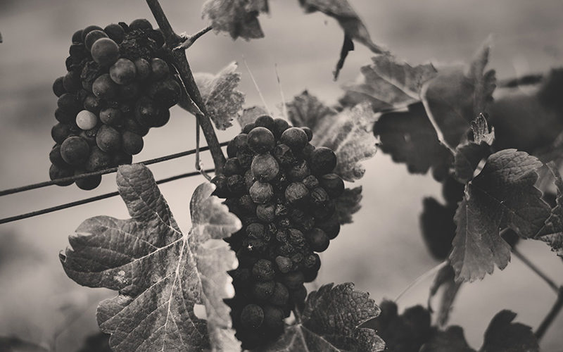 BODEGAS ZAPATA 8 DATOS SORPRENDENTES DEL VINO