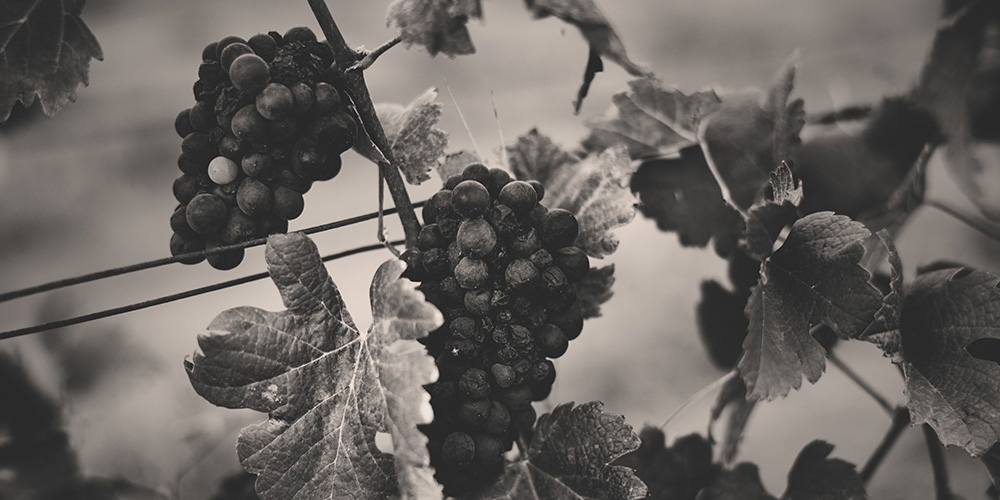 BODEGAS ZAPATA 8 DATOS SORPRENDENTES DEL VINO