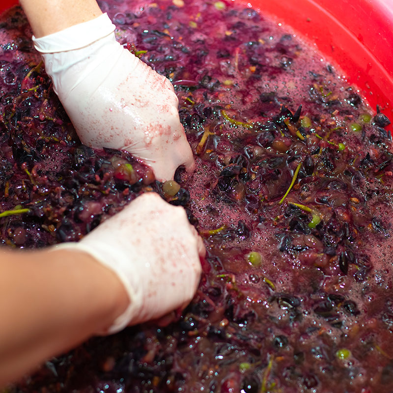 BODEGAS ZAPATA EL PAPEL DE LAS LEVADURAS PARA EL MILAGRO DEL VINO
