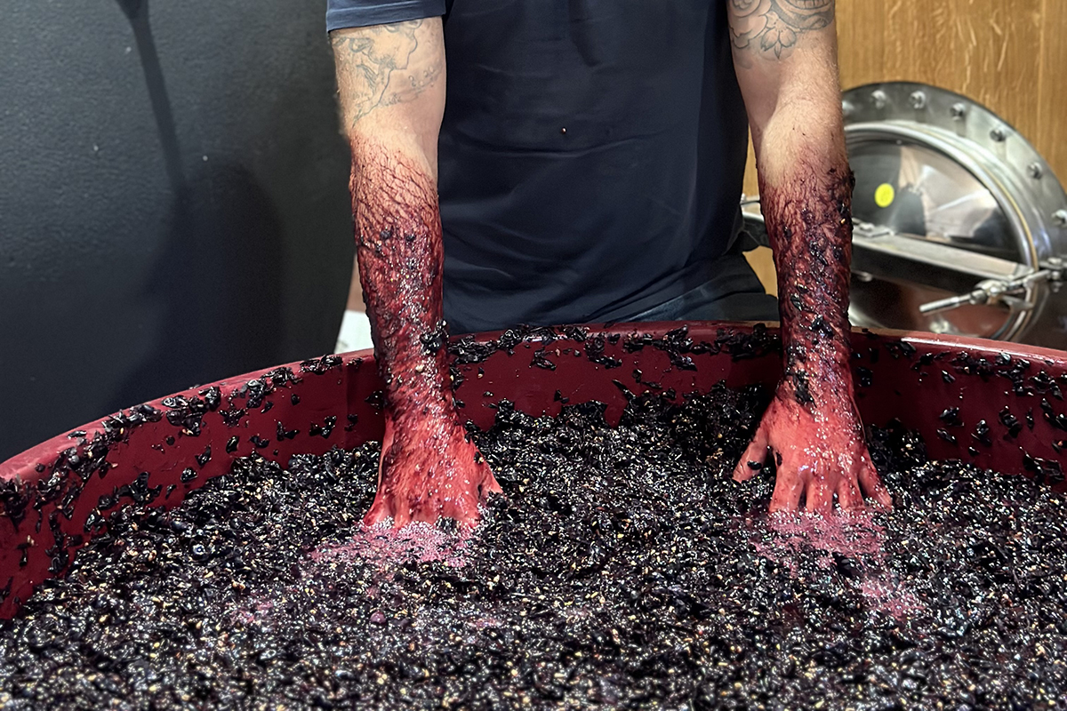 BODEGAS ZAPATA BAZUQUEO MANUAL