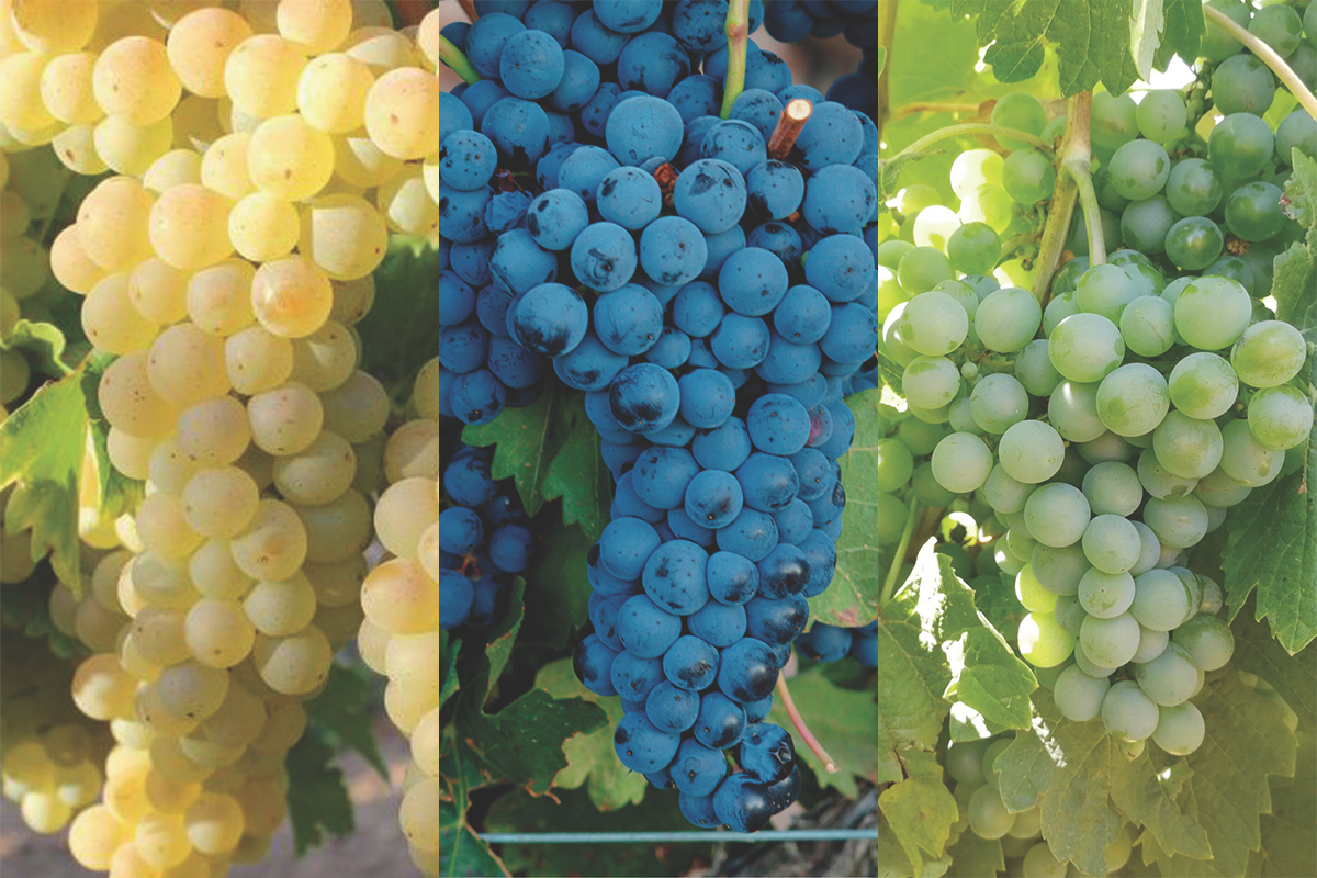 TU NOMBRE ME SABE A UVA: ALBILLO MAYOR, TEMPRANILLO Y VERDEJO