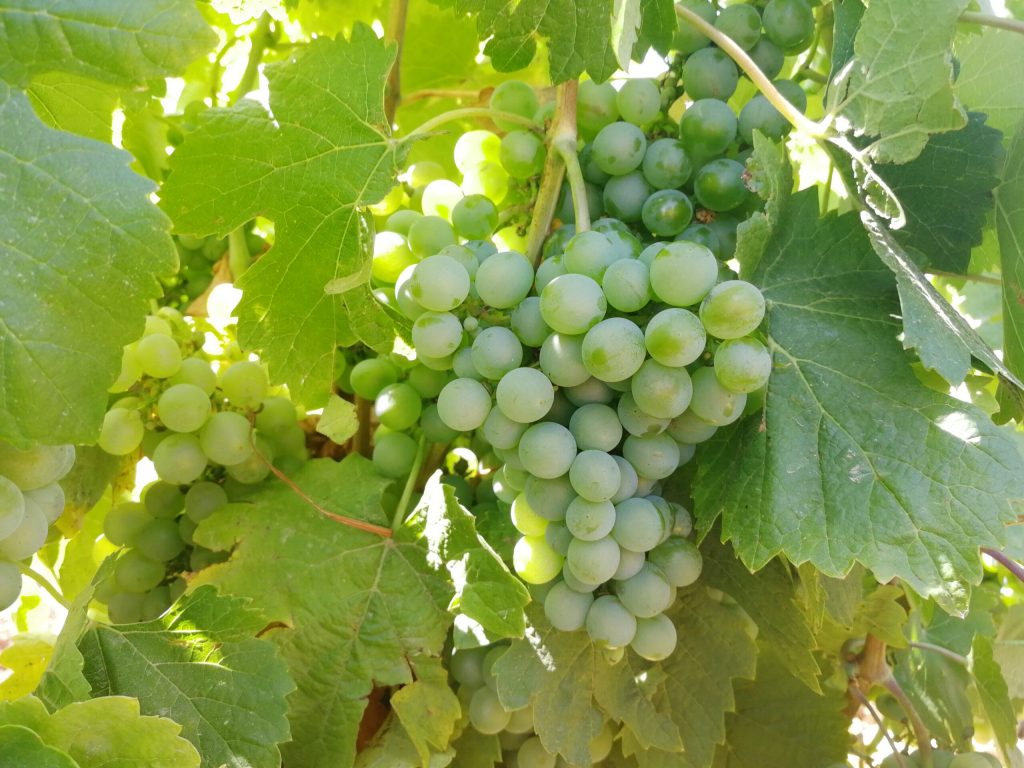 Racimo de la variedad Verdejo. Foto: CRDO Rueda.
