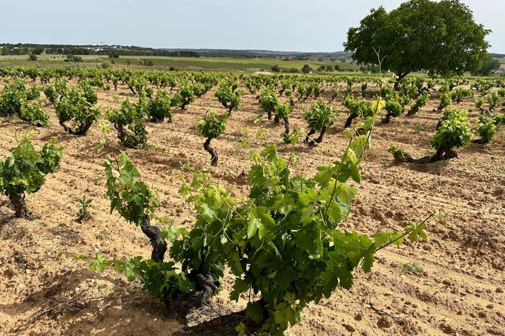 BODEGAS ZAPATA CULTIVO DE VIÑEDOS EN VASO