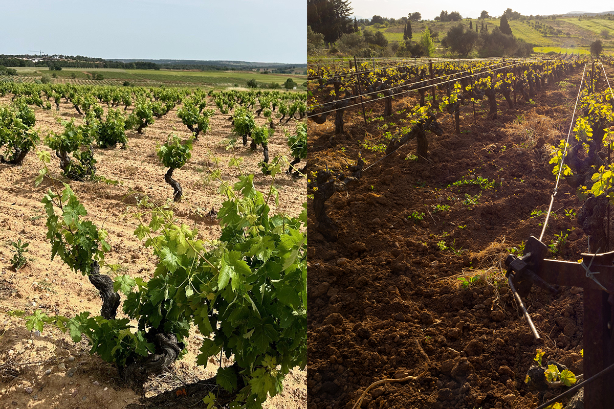 BODEGAS ZAPATA CULTIVO DE VIÑEDOS VASO VS ESPALDERA