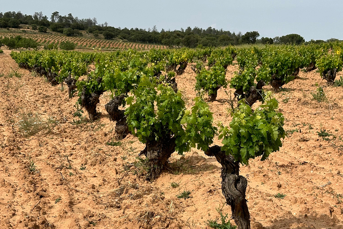 BODEGAS ZAPATA CEPAS CENTENARIAS