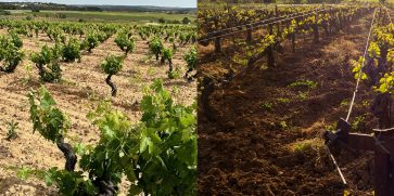 BODEGAS ZAPATA CULTIVO DE VIÑEDOS VASO VS ESPALDERA