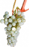 uvas-albillo copia