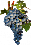 uvas-tempranillo